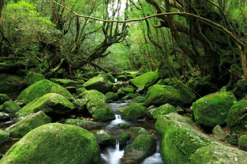 Yakushima